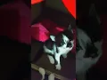 Lagu Baru Nampak Lagi Moza Dan Mozi 😻