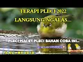 Download Lagu Terapi Pleci STRES Sangat JITU Pleci BAHAN Auto Ngeriwik!
