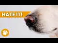21 Smells Dogs Hate The Most SOME ARE TOXIC