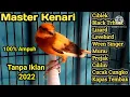 Download Lagu Masteran kenari full isian Suara jernih Cengkok mewah juara #masterankenarigacor