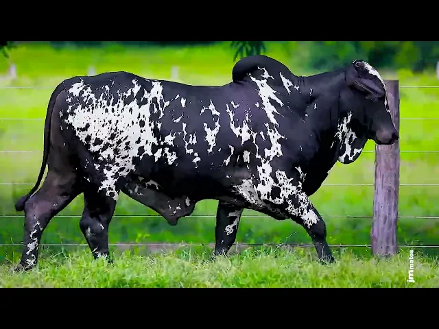 Touro Nelore FESN - 89