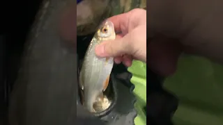 Открытие рыбалки с ночевкой окрестность г Якутска 4 ноября 2023 г 