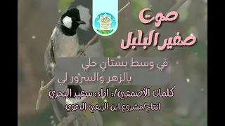 صوت صفير البلبل كلمات الأصمعي اداء سعيد البحري تصميم مشروع ابن الربعي الدعوي 