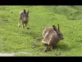 Download Lagu Brown Hares - Lepus Europaeus