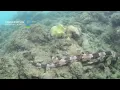 Download Lagu New species of  walking  shark found in Indonesia