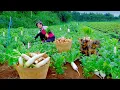 Download Lagu Harvest White Radish To Sell At The Market, Plant Vegetables, Care For Barns \u0026 Animals| Lý Tiểu Liên