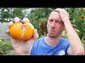 How to PREVENT TOMATOES from SPLITTING