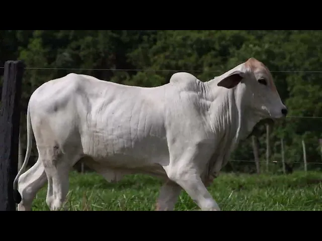 Novilha Tabapuã TTAR - 667