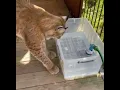 Marsel vs a tub of water