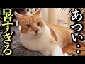 Download Lagu 【夏バテ猫】大好きな散歩をまさかの拒否！