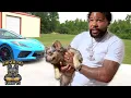 Highend Fluffy King Shows Off His Dogs