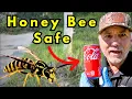 KILL ALL Yellowjackets And Wasps For Mile Safe For Honey Bees