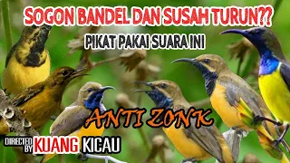 suara pikat sogon ribut terbukti langsung lengket