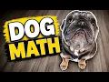 Dog Math