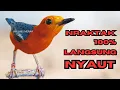 Download Lagu HW ANIS MERAH | PANCINGAN ANIS MERAH NRAKTAK NAIKAN BIRAHI DAN EMOSI ANIS MERAH LOYO