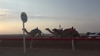 الشوط 9 شكلان للسيد خلفان بخيت فطيس المنصوري توقيت 4 3898 