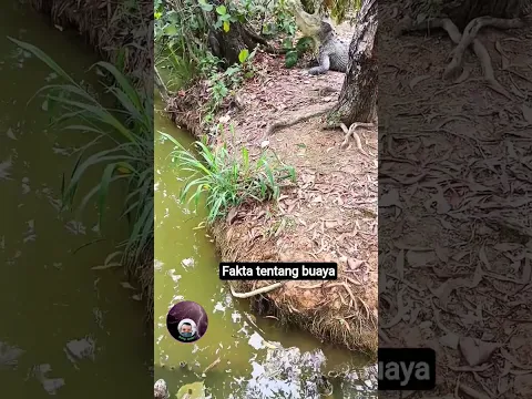 FAKTA / MITOS BUAYA TIDAK MAU MAKAN SAAT MENUNGGU SARANGNYA