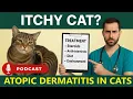 ITCHY CAT How to Spot Treat Atopic Dermatitis in Cats