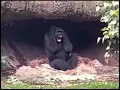 Anxiety attack of gorilla meme template