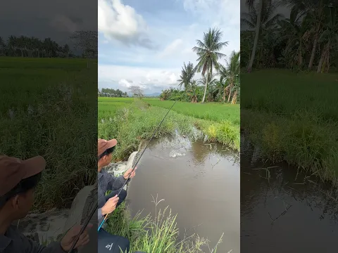 Kalau menemukan sawah ditumbuhi lumut seperti ini pasti banyak ikan jaer ekor merahnya🔥