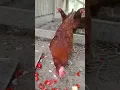 Sagitta chickens on the farm