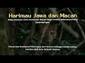 Lagu Harimau Jawa \u0026 Macan walau bermusuhan mereka hidup dalam satu kawasan