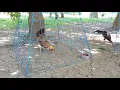 Pullet Hardening Bloodline Brainy Oakgrove Hatch Pagao Striker Gamefarm