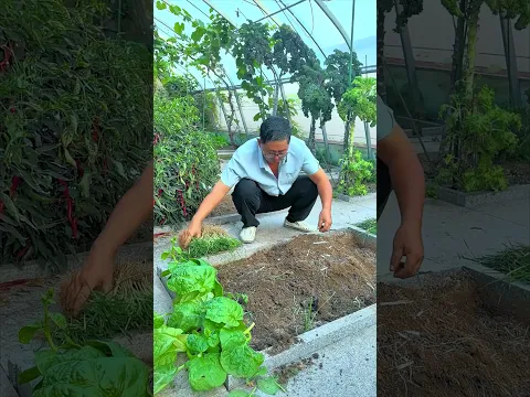 To properly plant chives, firstly, apply sufficient base fertilizer; secondly, trim