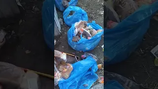 Омичи в шоке от горы хлебных изделий на мусорке