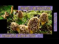 2023 MOREL MUSHROOM PROGRESSION UPDATE March 23rd plus an announcement