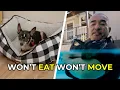 Download Lagu How to Help a Dog Who Is Scared of Everything | Better Human Better Dog | S02E3