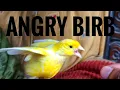 Download Lagu Kenapa burung ini selalu marah-marah? 😂😂😂 (burung kenari yang sudah terlatih)