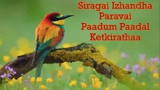 siragai izhandha paravai paadum christian lyric video tamil song
