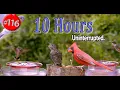 10 Hours Bluebirds Hummingbirds Cardinals and More Uninterrupted CatTV