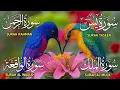 Download Lagu Surah Yaseen ❤ Surah Rahman ❤ Surah Al Waqia ❤ Surah Al mulk Soothing Quran recitation | Ep00020