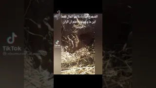 الضفدع اشاره على المال 