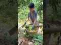 Download Lagu The peak season for Badu bamboo shoots has arrived. You can’t cut them all