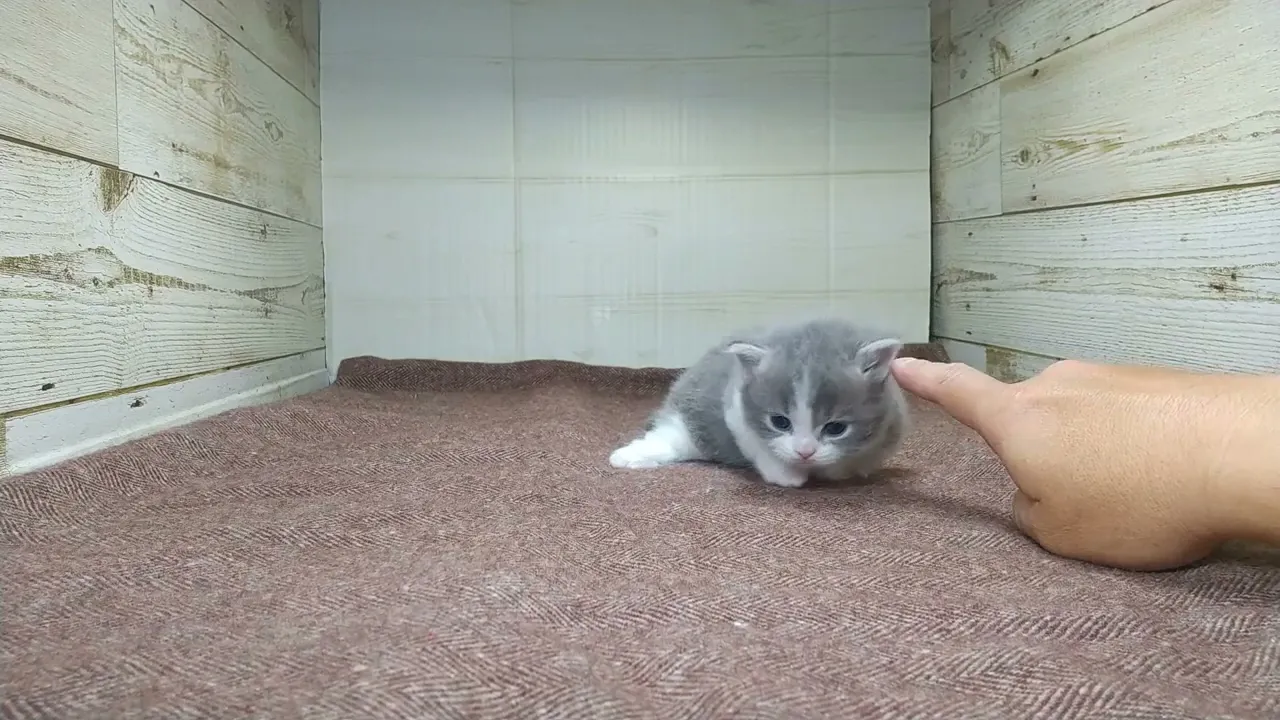 動画