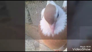 مساجي كربلاء المقدسة كاظم الحسناوي 