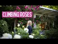 Download Lagu 🌸 The Climbing Roses I Trust – My Favorites That Never Let Me Down