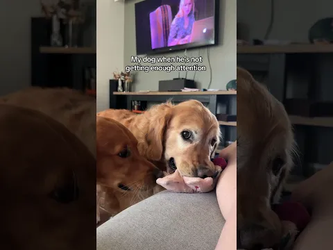 He WILL get attention 😂 #goldenretriever #dogs #pets #dogshorts