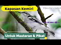 Download Lagu Masteran burung kapasan kemiri Durasi Panjang | Kicau Burung Mp3