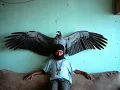 CHRIZ AMAYA, Prayers - labios de sal