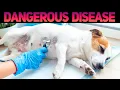 Download Lagu Laat uw hond controleren op zijn gezondheid en geef hem het beste leven ooit!