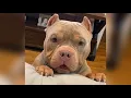 Funniest American Bully s Cutest Bullies Ever