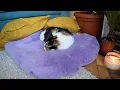 Lo-Fi Feline Frequencies: I sleep you study