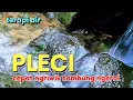 Download Lagu terapi air untuk burung pleci biar cepat ngriwik sambung ngerol, gemericik air