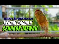 Download Lagu Kenari NGERIWIK CUIT Cuit !!! Suara PANCINGAN KENARI PAUD Belajar BUNYI | MASTERAN Kenari PAUD