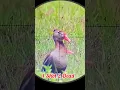 Download Lagu OMG😱 Duck Hunting With PCP Airgun | 1 shot 2 Dead