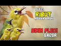 Lagu Terapi Pleci Ribut Ampuh Naikan Birahi dan Bikin Pleci Gacor